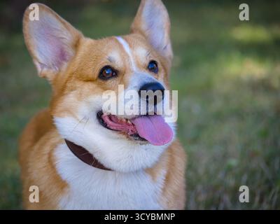 Portrait en gros plan d'un corgi gallois Pembroke sympathique et joyeux avec des yeux expressifs, haletant la langue, regardant attentivement. Banque D'Images
