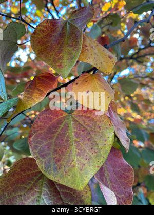 Cercis canadensis - feuilles de rougeole de l'est en automne, gros plan. Banque D'Images