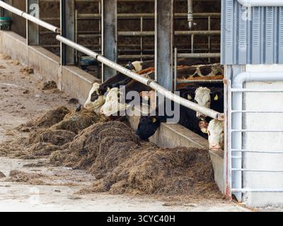 West Cork, Irlande, 15 octobre 2023. Les bovins mangent du foin dans une grange sur une ferme à West Cork, en Irlande. Banque D'Images