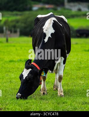 Une vache frisonne Holstein noire et blanche mange de l'herbe verte par une journée brillante dans un champ à West Cork, en Irlande. La vache a un collier et une étiquette auriculaire. Banque D'Images