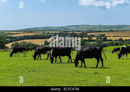 Plusieurs vaches noires et blanches paissent dans un champ vert vif à West Cork. Les collines ondulantes avec des fermes et des champs sont visibles en arrière-plan sur un Banque D'Images