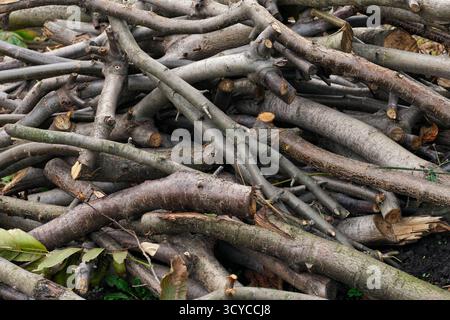 Un tas désordonné de branches d'arbres coupées et de brindilles. Gros plan. Banque D'Images