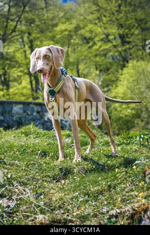 Beau et heureux chien Weimaraner portant un harnais et un collier, debout sur une colline herbeuse dans un parc ensoleillé, idéal pour le style de vie des animaux de compagnie Banque D'Images