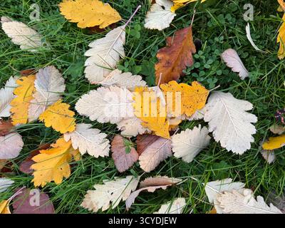 Feuilles d'automne dans les tons de jaune, beige et brun éparpillées sur l'herbe verte en Suède. Banque D'Images