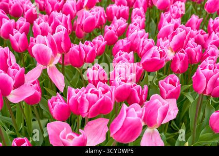 Tulipes Happy Family à Blossom, pays-Bas Banque D'Images