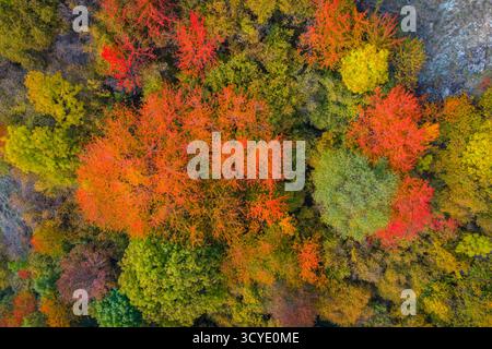 Vue aérienne du feuillage des arbres près du Château de grains. Commune de Brusson, Vallon de Frudiere, Val d'Ayas, Vallée d'Aoste. Banque D'Images