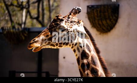 Girafe close-up Banque D'Images