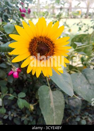 Tournesol vibrant en fleur Un gros plan d'un tournesol jaune vibrant avec un centre sombre, fleurissant au milieu d'un feuillage vert luxuriant. L'image capture le bea Banque D'Images