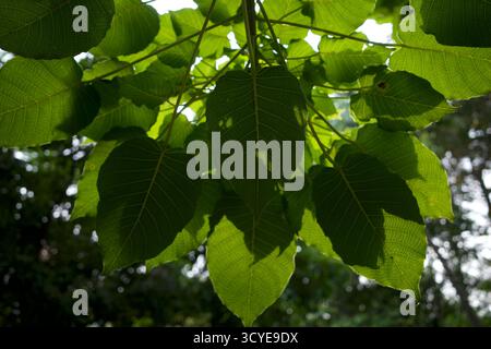 Kalpataru (Ficus religiosa), feuilles vertes d'arbre bodhi, foyer sélectionné. Fond naturel et papier peint. Banque D'Images