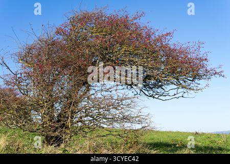 Un arbre d'aubépine du Midland (Crataegus laevigata) montrant ses branches denses et couvertes d'épines, ses bourgeons rougeâtres et ses pattes rouges posées sur le ciel bleu vif du Royaume-Uni Banque D'Images
