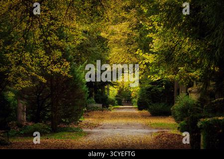 Un sentier tranquille, couvert de feuilles, bordé d'arbres d'automne denses, jaunes et verts sur le cimetière historique de Melaten à Cologne, en Allemagne Banque D'Images