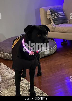 Labrador noir dans le cauchemar avant Noël Jack Skellington costume avec col violet brillant, posant dans un salon confortable avec un décor d'Halloween. Banque D'Images
