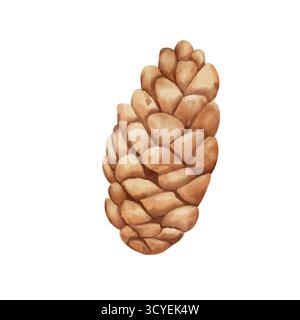 Pomme de pin. Illustration botanique aquarelle de pomme de pin sèche. Dessiné à la main, isolé sur fond blanc. Partie de sapin ou de pin Banque D'Images