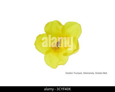 Allamanda cathartica, également connu sous le nom de trompette dorée, a de grandes fleurs jaunes vives qui sont un vrai spectacle. Banque D'Images