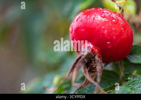Grandes baies rouges de rose musquée avec gouttes de pluie — Macro artistique d'automne avec fond flou Banque D'Images