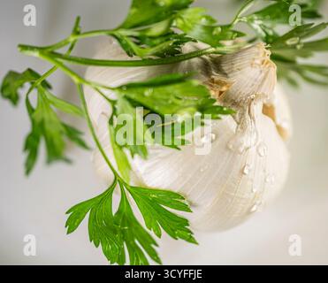 Grande tête d'ail ronde avec persil sur fond blanc — vue de dessus photographie d'aliments sains Banque D'Images