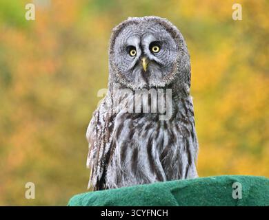 Falknerei Herrmann Plauen Greifvögel hautnah erleben Majestätisch kreisen Adler über dem Gelände am Stadtrand von Plauen, Falken Jagdflügen in rasanten stürzen herab, und Eulen gleiten lautlos über die Köpfe der Besucher die Falknerei Herrmann in Plauen bietet ein eindrucksvolles Naturerlebnis für die ganze Familie. In rund 70-minütigen Flugvorführungen erfahren Gäste Spannendes über die Geschichte und Gegenwart der Falknerei. Neben täglichen montre außer montags und freitags gibt es mobile Vorführungen, ein Grünes Klassenzimmer für Schulklassen, Fotomöglichkeiten mit den Tieren sowie Barrieref Banque D'Images
