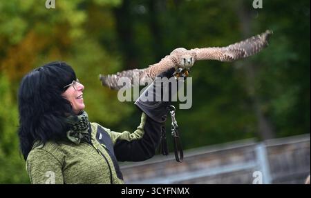 Falknerei Herrmann Plauen Greifvögel hautnah erleben Majestätisch kreisen Adler über dem Gelände am Stadtrand von Plauen, Falken Jagdflügen in rasanten stürzen herab, und Eulen gleiten lautlos über die Köpfe der Besucher die Falknerei Herrmann in Plauen bietet ein eindrucksvolles Naturerlebnis für die ganze Familie. In rund 70-minütigen Flugvorführungen erfahren Gäste Spannendes über die Geschichte und Gegenwart der Falknerei. Neben täglichen montre außer montags und freitags gibt es mobile Vorführungen, ein Grünes Klassenzimmer für Schulklassen, Fotomöglichkeiten mit den Tieren sowie Barrieref Banque D'Images