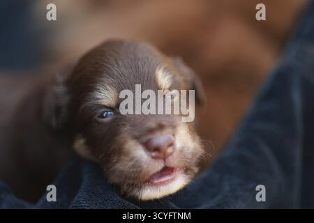 Chiot dort sur une couverture. Le chiot est brun et blanc. La couverture est noire Banque D'Images