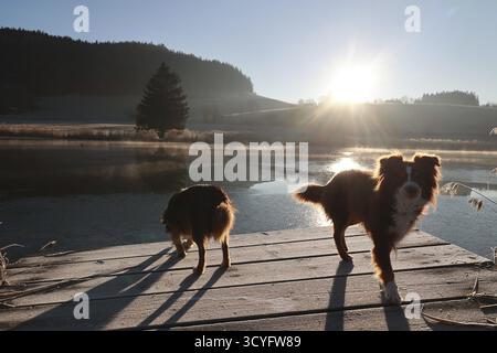 Deux chiens sont debout sur un quai près d'un lac. Le soleil se couche, projetant une lueur chaude sur la scène Banque D'Images