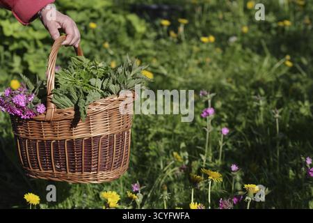 Panier plein de fleurs et d'herbes est tenu par une personne dans un champ. Le panier est rempli d'une variété de plantes, y compris certaines qui sont violettes A. Banque D'Images