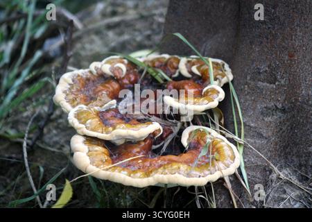 Champignon Lingzhi ou Reishi (Ganoderma sessile) précédemment appelé (Ganoderma lucidum) poussant sur le tronc d'arbre. Banque D'Images