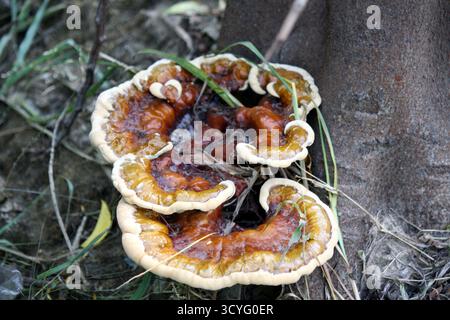 Champignon Lingzhi ou Reishi (Ganoderma sessile) précédemment appelé (Ganoderma lucidum) poussant sur le tronc d'arbre. Banque D'Images