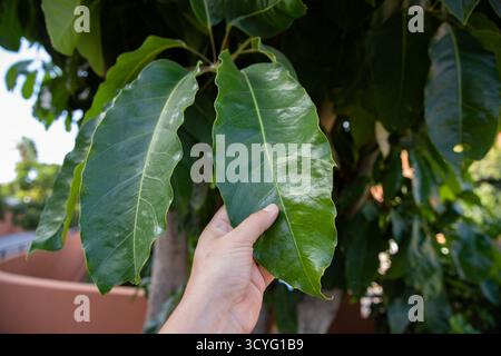 Main humaine tenant une grande feuille tropicale verte brillante sur un arbre à la lumière naturelle du soleil, concept de nature et d'environnement. Banque D'Images