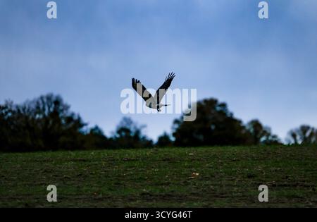 19 octobre 2025, Rhénanie du Nord-Westphalie, Königswinter : un oiseau de proie survole un champ. Photo : Thomas Banneyer/dpa Banque D'Images