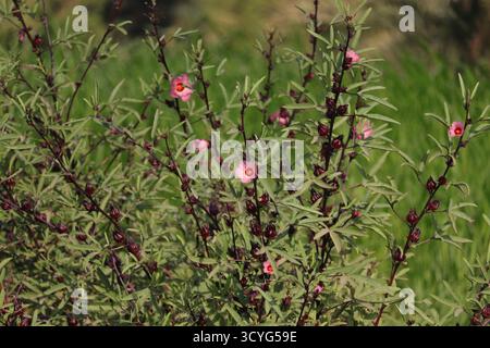 Gros plan d'une fleur d'hibiscus rouge vibrante en pleine floraison Banque D'Images