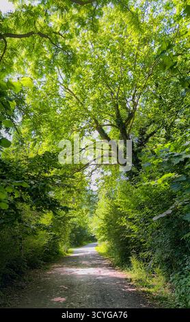 Un sentier paisible et serein, magnifiquement bordé d'arbres verts vibrants, vous invitant à explorer et à trouver la tranquillité Banque D'Images