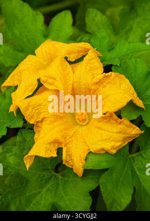 Deux fleurs de citrouille (Cucurbita), mâle et femelle, couvertes de rosée, symbolisent la fertilité et la croissance dans le potager. Banque D'Images