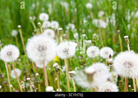 Un papillon blanc est assis sur un pissenlit dans un champ de pissenlits Banque D'Images