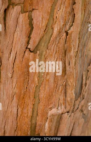 Gros plan de l'écorce d'Eucalyptus gunnii montrant des couches pelables et une texture brune chaude. Une espèce tasmanienne d'eucalyptus de la famille des Myrtacées. Banque D'Images