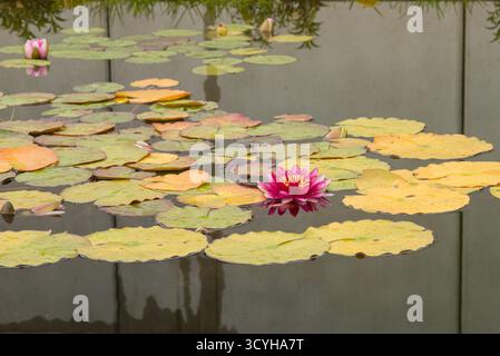 Un lis d'eau sereine (Nymphaea sp.) en pleine floraison, ses pétales roses vives se reflétaient sur la surface calme parmi les feuilles vertes flottantes. Banque D'Images
