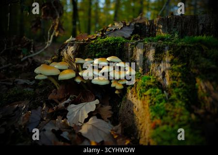 Amas d'hypolomes poussant sur une souche d'arbre, champignons jaunes gros plan, paysage de forêt automnale sombre Banque D'Images