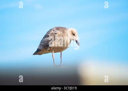 Jeune mouette debout contre un ciel bleu clair par jour ensoleillé Banque D'Images