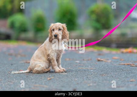 Chien anglais Cocker Spaniel dressé pour rester assis et rester assis Banque D'Images