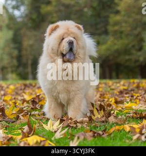 chien chow chow à la crème avec langue bleue typique dans les feuilles d'automne Banque D'Images