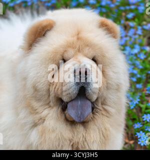 chien chow chow crème avec langue bleue typique Banque D'Images