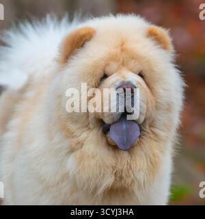 chien chow chow crème avec langue bleue typique Banque D'Images