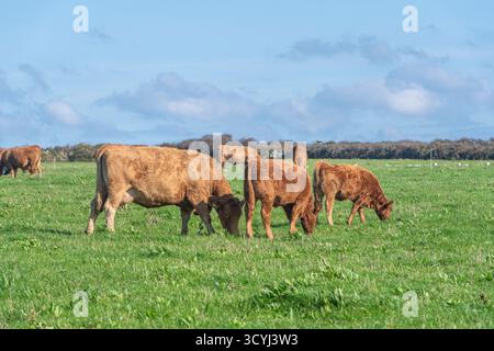 Bétail du sud du Devon pâturant dans un champ Banque D'Images