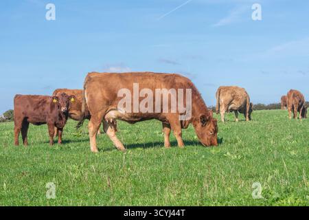 Bétail du sud du Devon pâturant dans un champ Banque D'Images