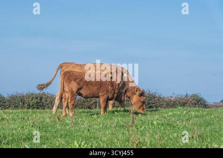 Bétail du sud du Devon pâturant dans un champ Banque D'Images
