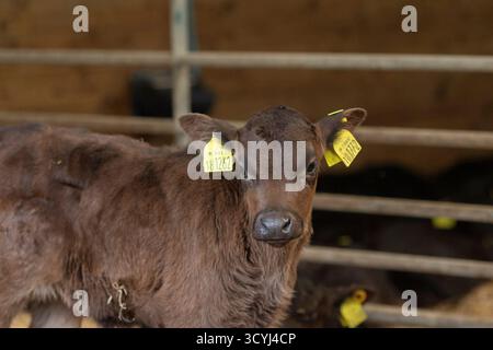 mignon aberdeen angus cross jersey veau dans une grange Banque D'Images