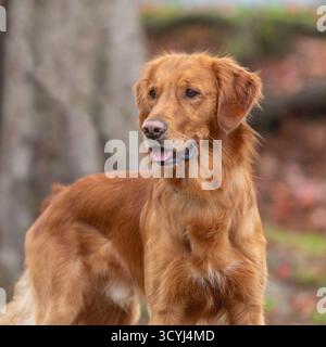 Golden Retriever avec fond naturel flou Banque D'Images