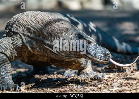 Dragon de Komodo (Varanus komodoensis), le plus grand lézard du monde. Parc national de Komodo, Komodo, Indonésie. Banque D'Images