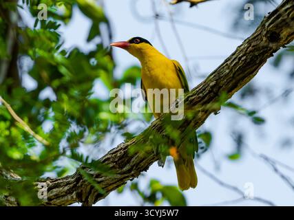 Oriole à poil noir (Oriolus chinensis) perchée sur une branche. Komodo, Indonésie. Banque D'Images