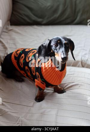 Un Teckel miniature portant un pull orange tricoté Banque D'Images