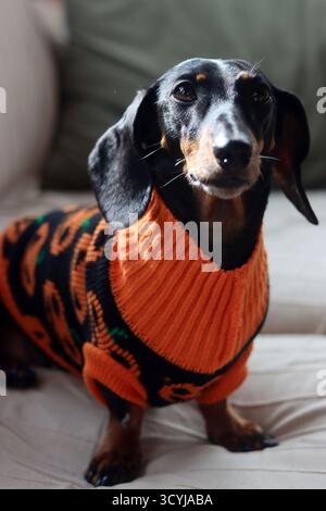 Un Teckel miniature portant un pull orange tricoté Banque D'Images